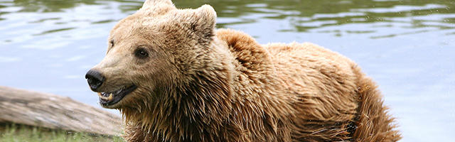 Wildlife Zoo