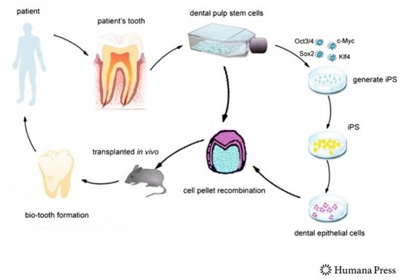 dentistry-stem cells