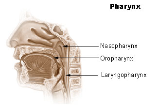 orophary